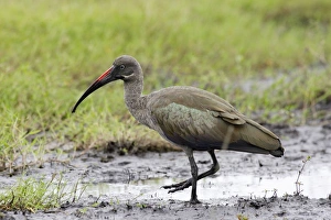 Images Dated 27th April 2006: ibis hadada Hadada Ibis Bostrychia hagedash