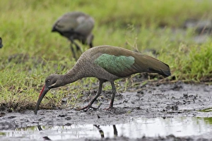 Images Dated 27th April 2006: ibis hadada Hadada Ibis Bostrychia hagedash