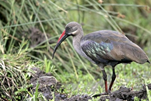 Images Dated 8th August 2004: Ibis hahada