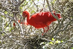 Images Dated 15th February 2006: Ibis rouge au nid. Scarlet Ibis Eudocimus ruber