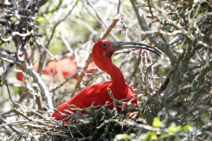 Images Dated 15th February 2006: Ibis rouge au nid. Scarlet Ibis Eudocimus ruber