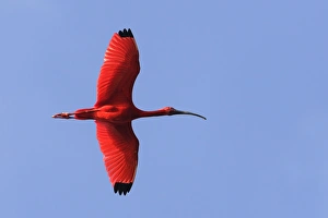 Images Dated 18th February 2006: Ibis rouge. Scarlet Ibis Eudocimus ruber