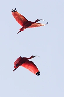 Images Dated 18th February 2006: Ibis rouge. Scarlet Ibis Eudocimus ruber