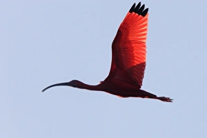Images Dated 18th February 2006: Ibis rouge. Scarlet Ibis Eudocimus ruber