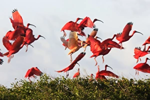 Images Dated 18th February 2006: Ibis rouge. Scarlet Ibis Eudocimus ruber