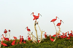 Images Dated 18th February 2006: Ibis rouge. Scarlet Ibis Eudocimus ruber