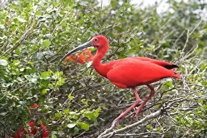 Images Dated 16th February 2006: Ibis rouge. Scarlet Ibis Eudocimus ruber