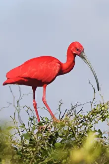 Ibis rouge. Scarlet Ibis Eudocimus ruber