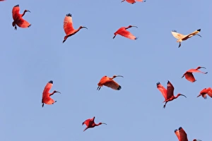 Images Dated 18th February 2006: Ibis rouge. Scarlet Ibis Eudocimus ruber