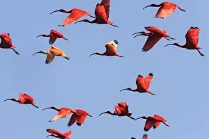 Images Dated 18th February 2006: Ibis rouge. Scarlet Ibis Eudocimus ruber