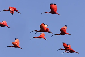 Images Dated 18th February 2006: Ibis rouge. Scarlet Ibis Eudocimus ruber
