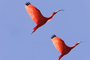 Images Dated 18th February 2006: Ibis rouge. Scarlet Ibis Eudocimus ruber