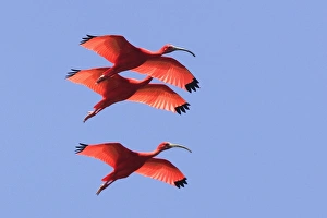 Images Dated 18th February 2006: Ibis rouge. Scarlet Ibis Eudocimus ruber
