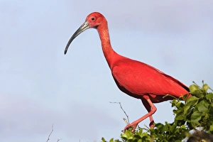 Images Dated 18th February 2006: Ibis rouge. Scarlet Ibis Eudocimus ruber