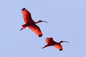 Images Dated 18th February 2006: Ibis rouge. Scarlet Ibis Eudocimus ruber