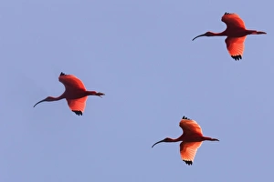 Images Dated 18th February 2006: Ibis rouge. Scarlet Ibis Eudocimus ruber