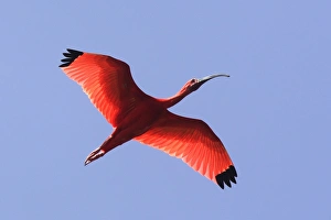 Images Dated 18th February 2006: Ibis rouge. Scarlet Ibis Eudocimus ruber