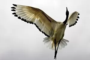 Images Dated 10th August 2006: Ibis sacre. Sacred Ibis. Threskiornis aethiopicus. Ordre des Ciconiiformes