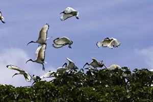 Ibis sacre. Sacred Ibis. Threskiornis aethiopicus. Ordre des Ciconiiformes. Famille des Threskiornithides