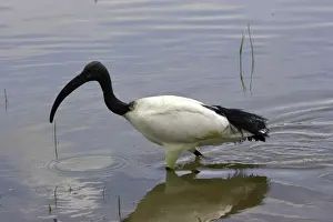Ibis sacre. Sacred Ibis. Threskiornis aethiopicus. Ordre des Ciconiiformes. Famille des Threskiornithides