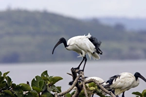 Images Dated 10th August 2006: Ibis sacre. Sacred Ibis. Threskiornis aethiopicus. Ordre des Ciconiiformes