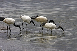 Images Dated 10th August 2006: Ibis sacre. Sacred Ibis. Threskiornis aethiopicus. Ordre des Ciconiiformes