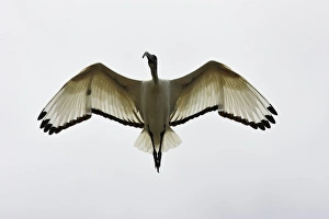 Images Dated 10th August 2006: Ibis sacre. Sacred Ibis. Threskiornis aethiopicus. Ordre des Ciconiiformes