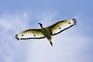 Ibis sacre. Sacred Ibis. Threskiornis aethiopicus. Ordre des Ciconiiformes. Famille des Threskiornithides
