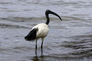 Images Dated 10th August 2006: Ibis sacre. Sacred Ibis. Threskiornis aethiopicus. Ordre des Ciconiiformes