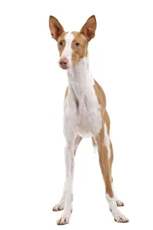 Hound Prints: Ibizan Hound / Podenco Ibicenco - in studio