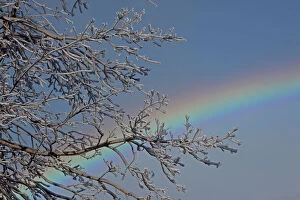 Images Dated 1st January 2000: Ice-covered Branches and Rainbow - Niagara Falls - Canada