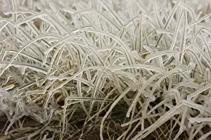 Ice covered grass - Upstate New York - near Seneca Lake