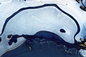 Ice Dolphin - A frozen waterlogged field creates images of nature Ice Dolphin - A frozen waterlogged field creates images of nature