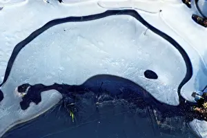 Patterns Prints: Ice Dolphin - A frozen waterlogged field creates images of nature. Oxfordshire, England