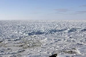 Images Dated 14th March 2008: Ice floe