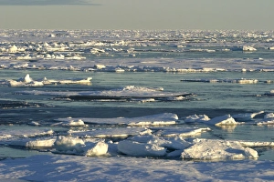 Images Dated 27th August 2003: Ice Floe North Svalbard, Spitzbergen, Norway