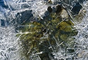 Images Dated 15th December 2004: Ice Moss in ice feozen spring. Tundra, Taimyr, Russian Arctic