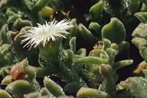 Ice Plant San Martin Island, Mexico