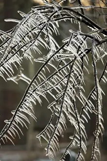 Icicle Prints: Ice Rain - icicles on tree branches, Lower Saxony, Germany