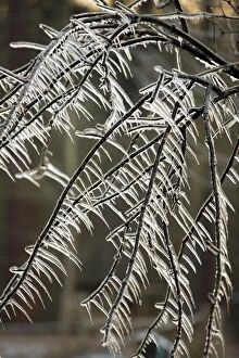 Images Dated 1st January 2009: Ice Rain - icicles on tree branches, Lower Saxony, Germany