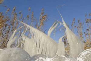 Images Dated 3rd December 2010: Ice structures on reed