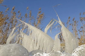 Images Dated 3rd December 2010: Ice structures on reed