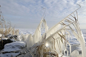 Images Dated 3rd December 2010: Ice structures on reed