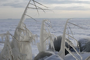 Images Dated 3rd December 2010: Ice structures on reed