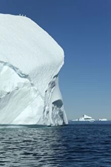 Iceberg gulls on iceberg drifting in Arctic ocean Summer