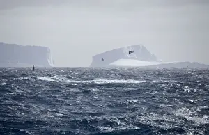 Petrels Prints: Icebergs - Petrels flying past. Antarctic, October
