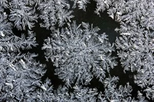 Images Dated 29th December 2008: Iceflower - frostflower on window glass