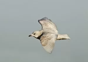 Images Dated 8th February 2011: Iceland Gull - 2nd winter - vagrant in flight