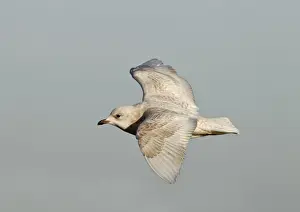 UK Wildlife Prints: Iceland Gull - 2nd winter - vagrant in flight - Lowestoft - Suffolk - February