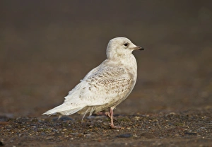 Images Dated 9th February 2011: Iceland Gull - 2nd winter - vagrant - Lowestoft - Suffolk - February